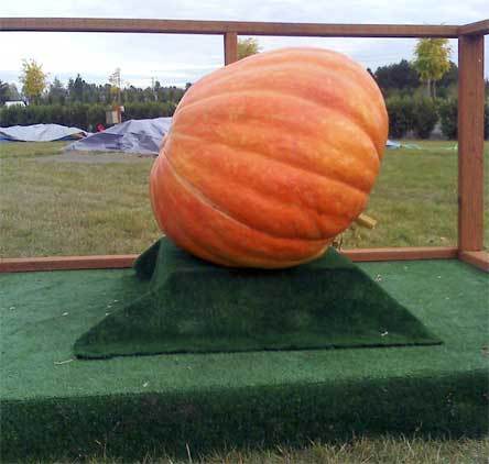 Dr. Tim O’Rourke grew a 194-pound pumpkin for this year’s “Pumpkins for Literacy” campaign.