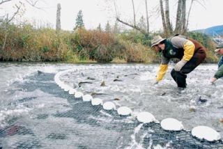 A worker tries to grab a slippery Coho at the Wallace River fish hatchery near Sultan on Nov. 14.  The fish were rounded up in a net and then snared by hand to harvest their wild DNA for use at the Tulalip salmon hatchery.