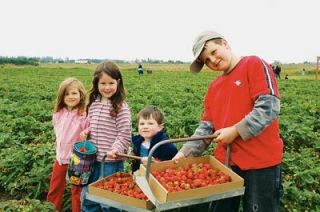 The Smith family of Snohomish is loaded for berries: from left here are Julia