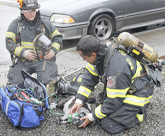 Firefighters use a special pet mask to provide oxygen to a cat who suffered from smoke inhalation during a fire in Marysville Monday.