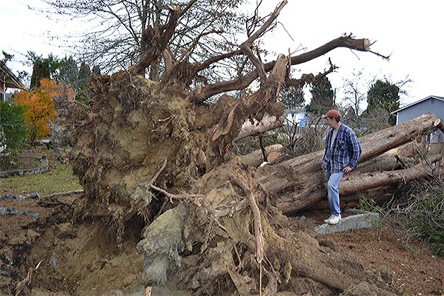 John Sefferick looks over two large trees that fell in his front yard during the windstorm Tuesday afternoon. He was able to clear 8th Street near Totem Middle School with the help of some others who brought chainsaws.