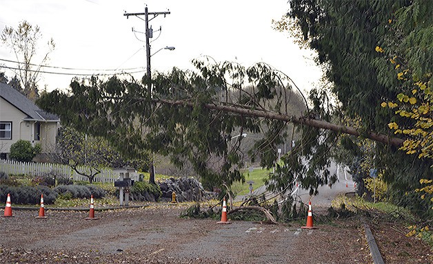 A late-fall windstorm knocked down trees all over Marysville and Arlington