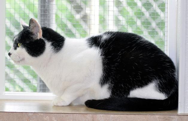 A rescued cat looks out the window at Purrfect Pals cat sanctuary in Lakewood. Purrfect Pals recently teamed up with Pasados Safe Haven and N.O.A.H. to rescue more than 100 cats