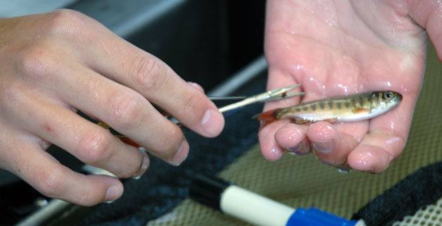 Phil Lapham holds a Coho salmon whose adipose fin must be clipped by hand because it falls outside of the size requirements of the automated machinery inside the Northwest Indian Fisheries Commission’s mobile tagging station