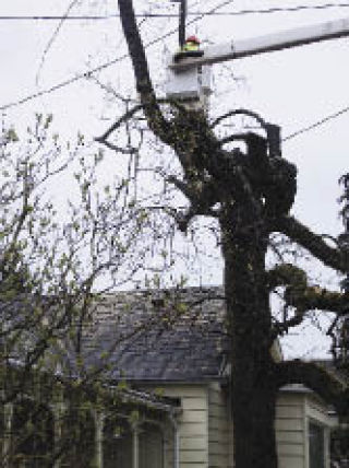 Tree branches that endanger powerlines are removed.