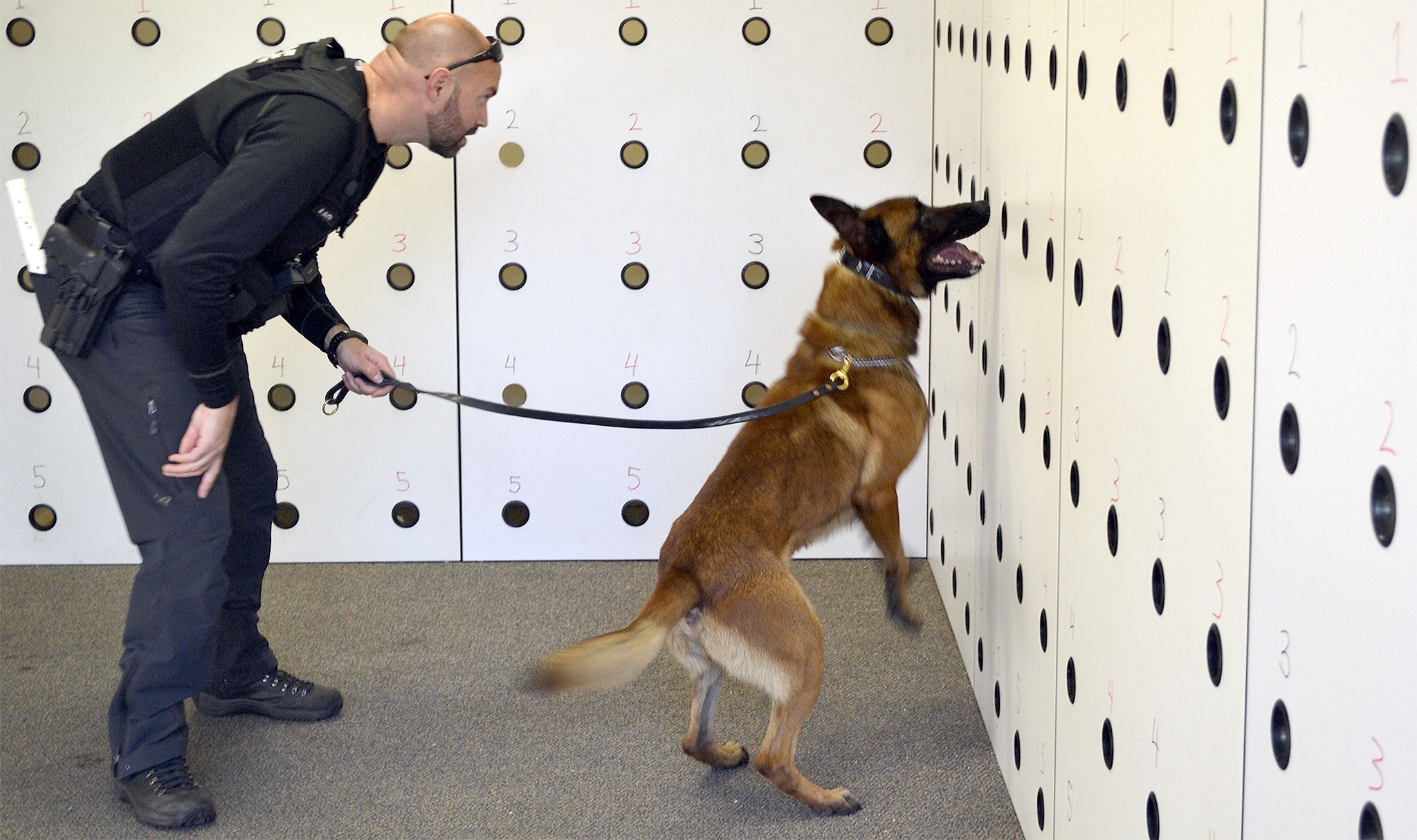 Officer Brad Smith watches as Steele sniffs out the drugs in a training exercise in Marysville this week.